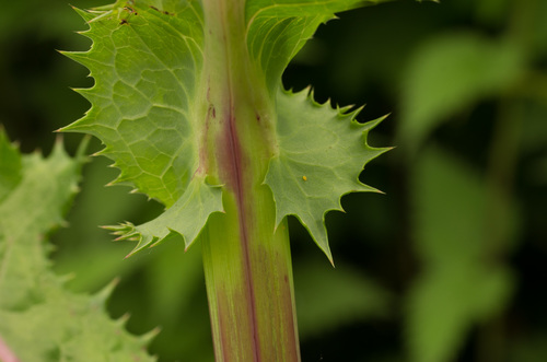prickly sowthistle