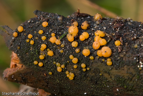 Jelly Spot Fungus