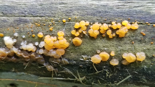 Jelly Spot Fungus