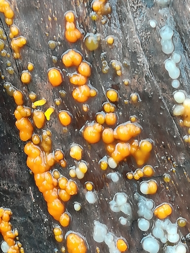 Jelly Spot Fungus