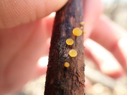 Jelly Spot Fungus