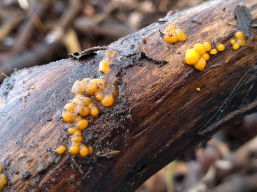 Jelly Spot Fungus