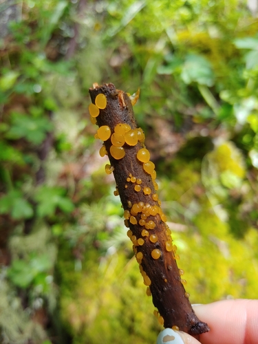 Jelly Spot Fungus