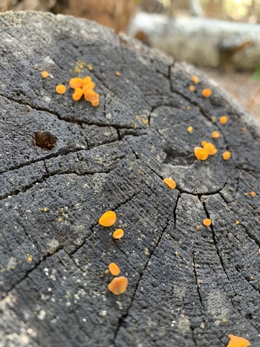 Jelly Spot Fungus