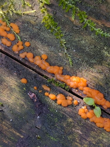 Jelly Spot Fungus