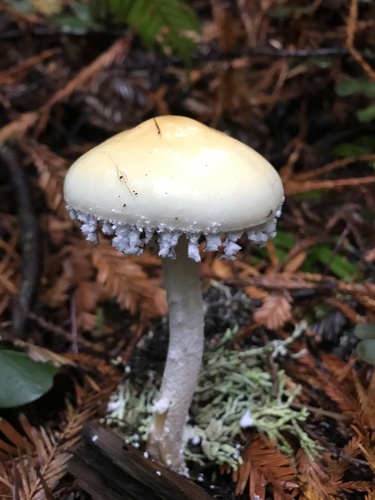 Questionable Stropharia