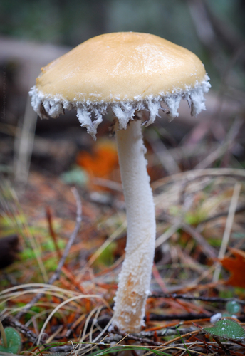 Questionable Stropharia