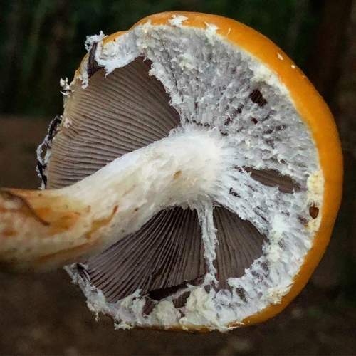Questionable Stropharia