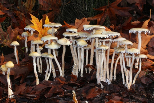 Questionable Stropharia