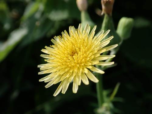 Common Sow-thistle