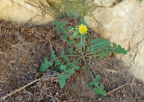Common Sow-thistle