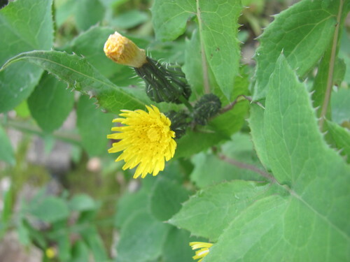Common Sow-thistle