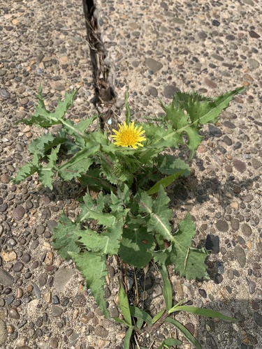 Common Sow-thistle