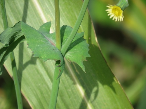 Common Sow-thistle