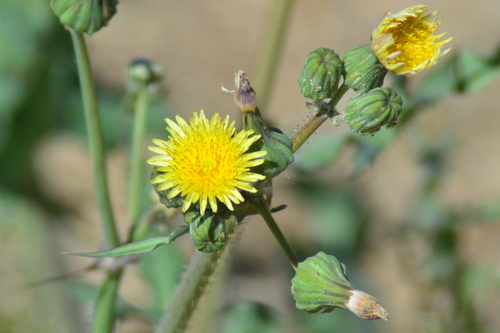 Common Sow-thistle