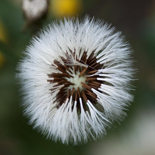 Common Sow-thistle