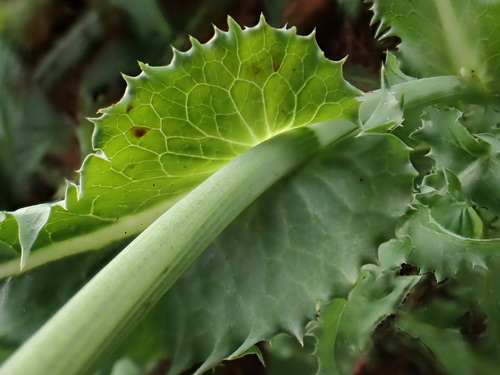 Common Sow-thistle