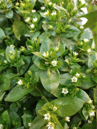 common chickweed