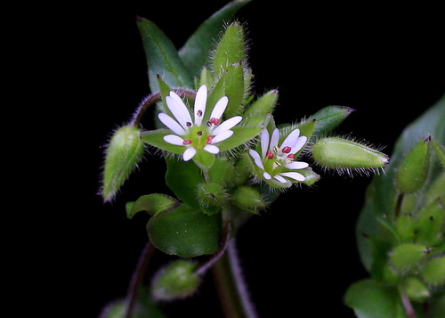common chickweed