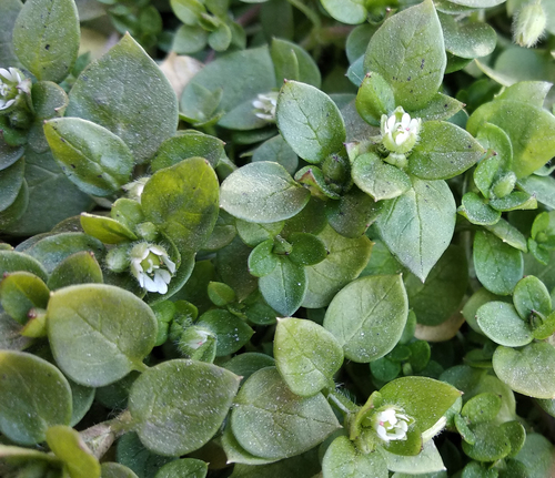 common chickweed