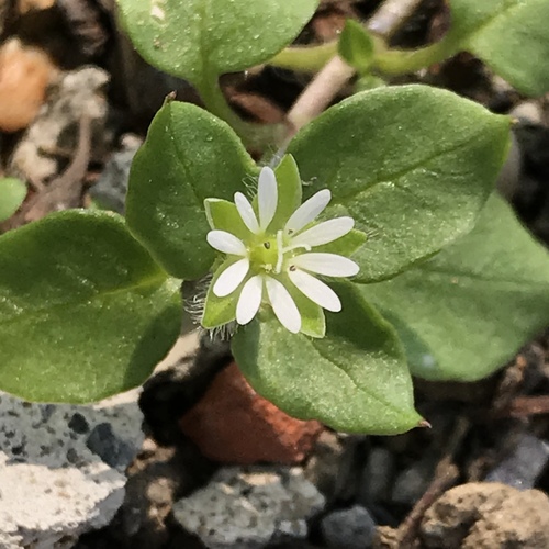 common chickweed