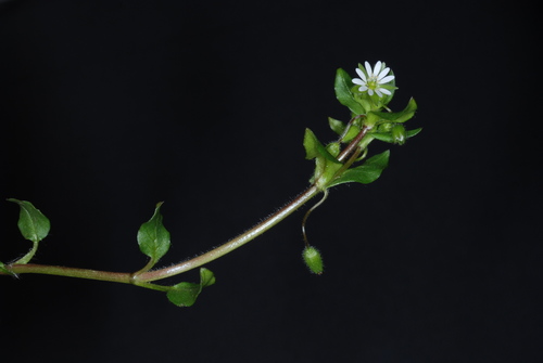 common chickweed