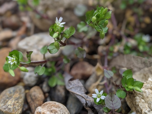 common chickweed