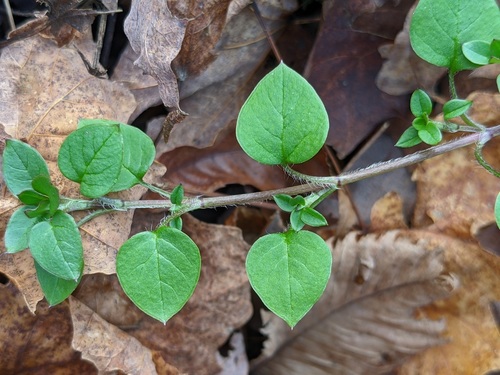 common chickweed