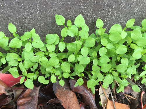 common chickweed