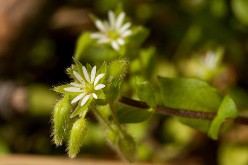 common chickweed