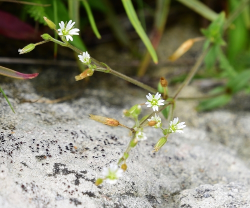Common mouse-ear chickweed