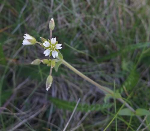 Common mouse-ear chickweed