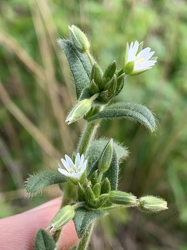 Common mouse-ear chickweed