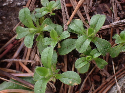 Common mouse-ear chickweed