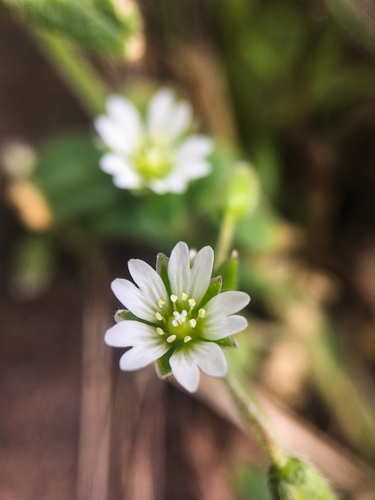Common mouse-ear chickweed