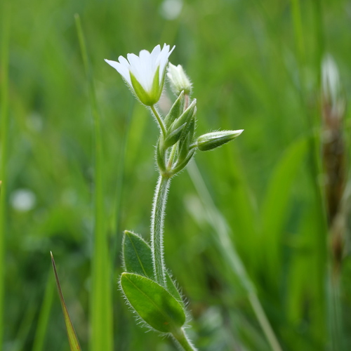 Common mouse-ear chickweed