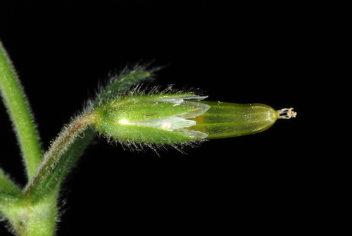 Common mouse-ear chickweed