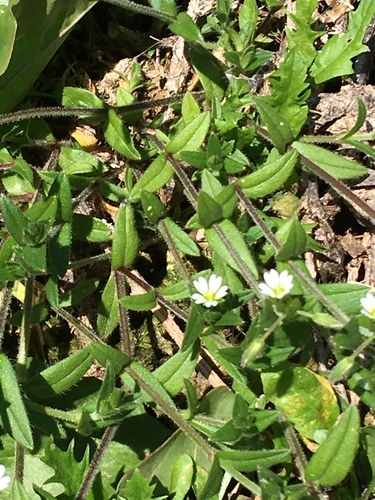 Common mouse-ear chickweed