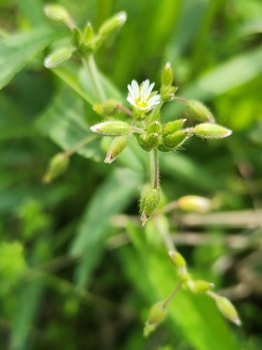 Common mouse-ear chickweed