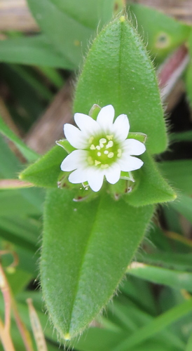 Common mouse-ear chickweed