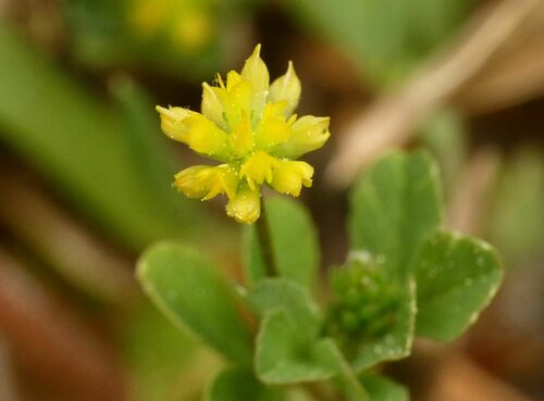 Lesser hop trefoil