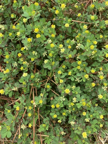 Lesser hop trefoil