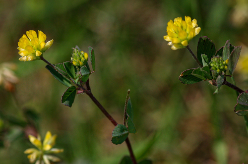 Lesser hop trefoil