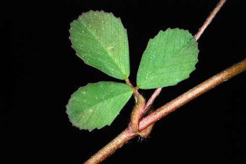 Lesser hop trefoil