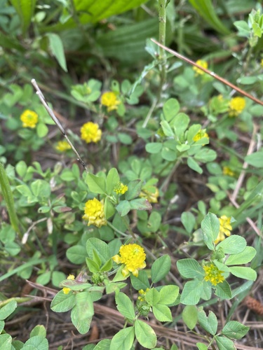 Lesser hop trefoil
