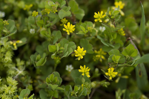 Lesser hop trefoil