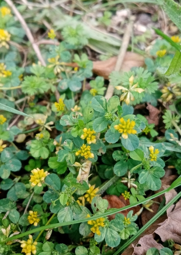 Lesser hop trefoil