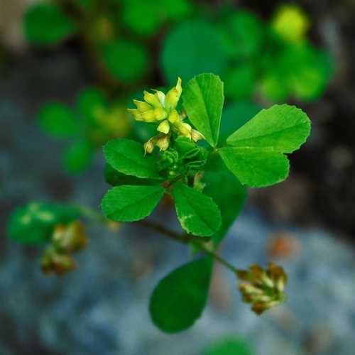 Lesser hop trefoil
