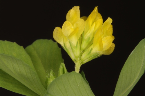 Lesser hop trefoil