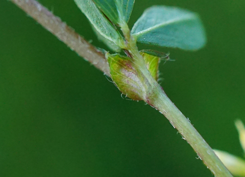 Lesser hop trefoil